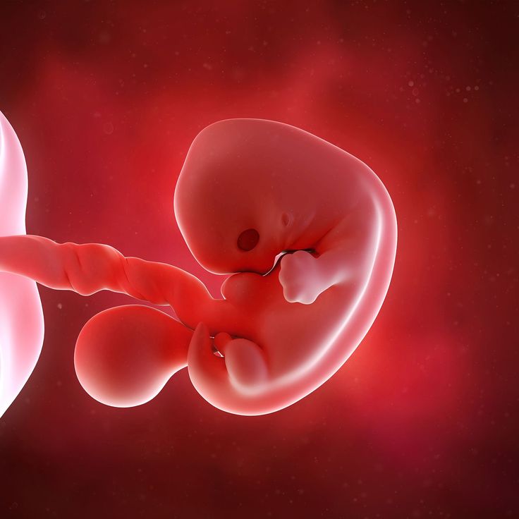 A vibrant digital illustration of a 7-week-old embryo inside the uterus, glowing in rich red and bright colors to symbolize the essence of life and early fetal development. The embryo is delicately nestled within the womb, surrounded by a warm, nurturing environment, representing hope, growth, and the miracle of new beginnings.